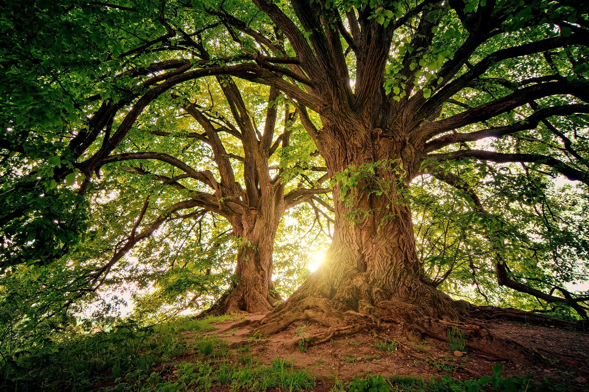 2 beaux arbres prendre rendez vous pages contact cabinet de naturopathie réflexologie massage drainage lymphatique