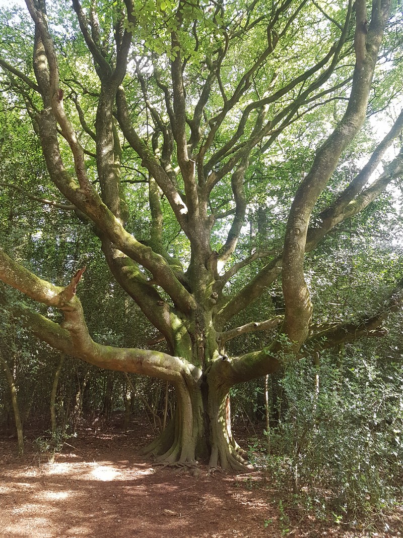 Hêtre de Broceliande naturopathie reflexologie exprimer son potentiel d'autoguérison