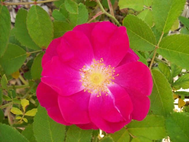 Fleurs de Bach à Orléans