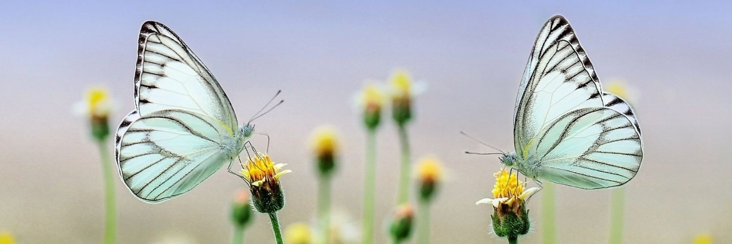 prendre contact naturopathe avis ressenti témoignage naturopathie