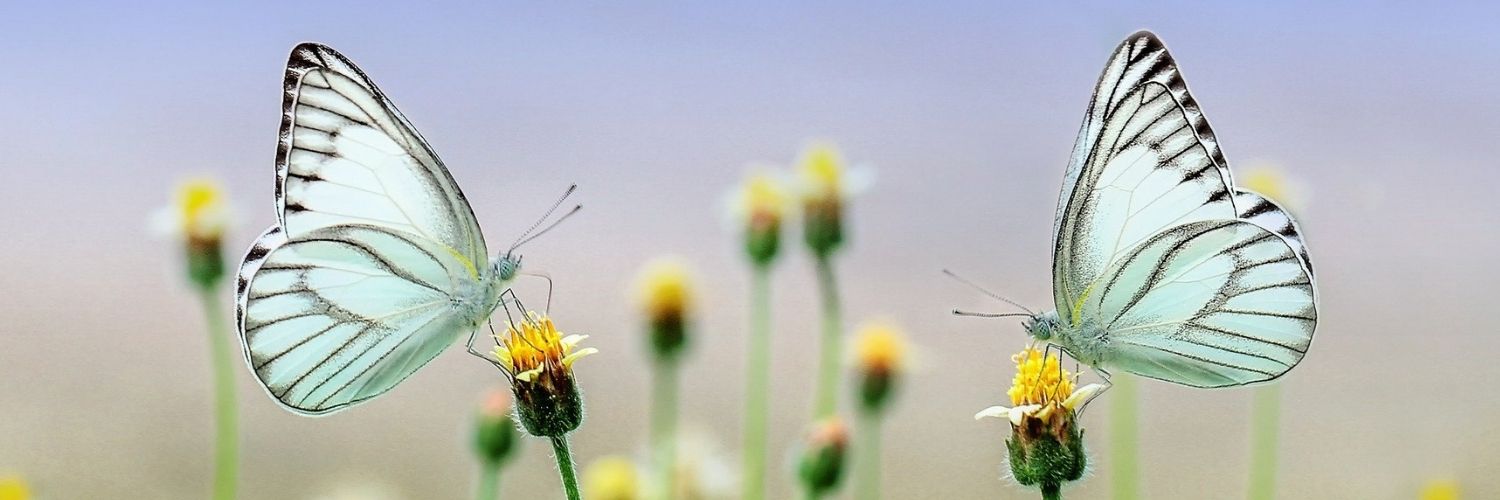 avis ressenti témoignage naturopathie