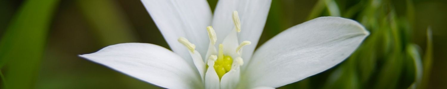 étoile de bethleem gerer son bien-être émotionel, colère, peur