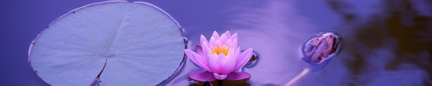 mon parcours de naturopathe formation de naturopathe réflexologue massage