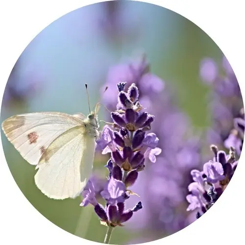 naturopathie à Angers